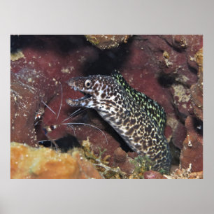 Poster Petit Moray II