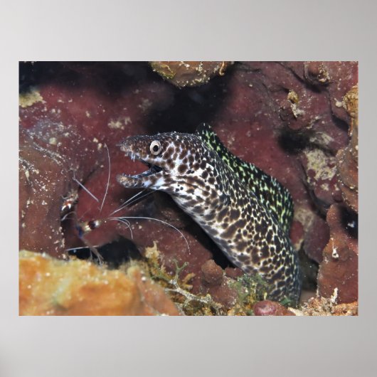 Poster Petit Moray II (Devant)