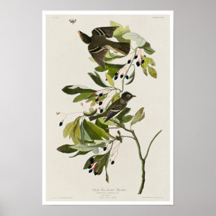Poster Petit Moucherolle à crête verte par Audubon