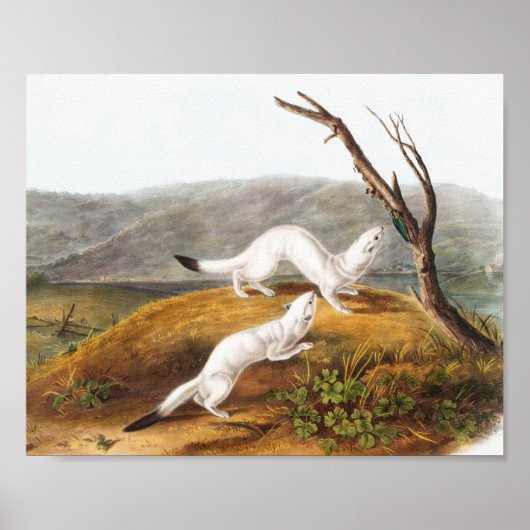 Poster Petit Nimble Weasel Putorius agilis Illustration (Devant)