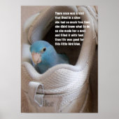 Poster Petit oiseau bleu pacifique parrotlet dans une cha (Devant)