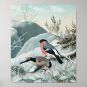 Poster Petit oiseau mignon - Bullfinch, Art (Devant)
