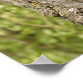 Poster Petit Ours noir dans l'arbre (Coin)