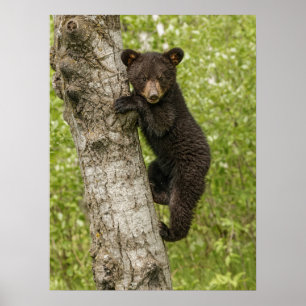 Poster Petit Ours noir dans l'arbre
