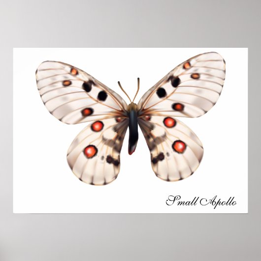 Poster Petit papillon Apollo (Devant)