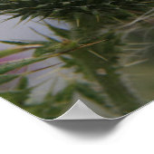 Poster Petit Papillon blanc sur chardon Spear (Coin)