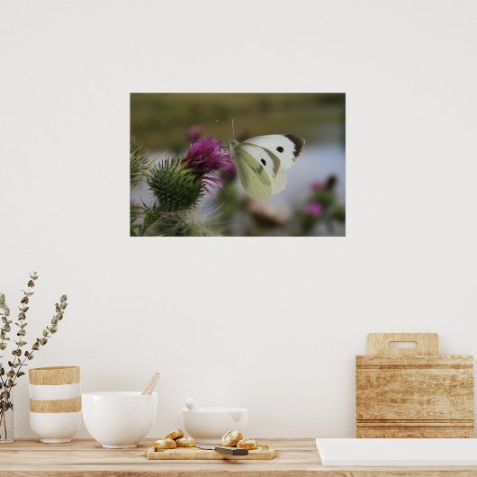 Poster Petit Papillon blanc sur chardon Spear (Cuisine)