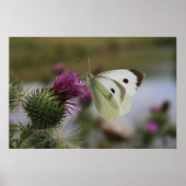 Poster Petit Papillon blanc sur chardon Spear (Devant)
