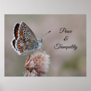 Poster Petit papillon bleu