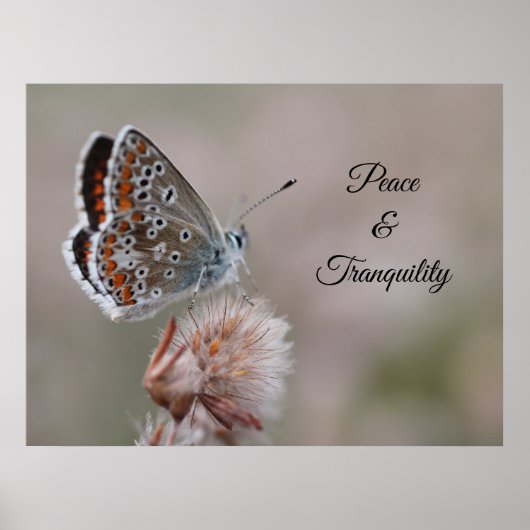Poster Petit papillon bleu (Devant)