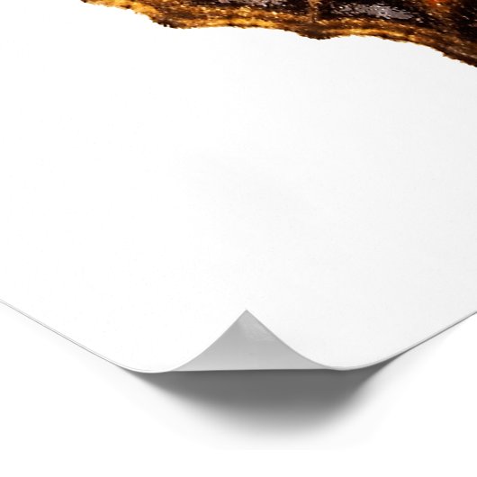 Poster Petit papillon isolé de tortue (Coin)