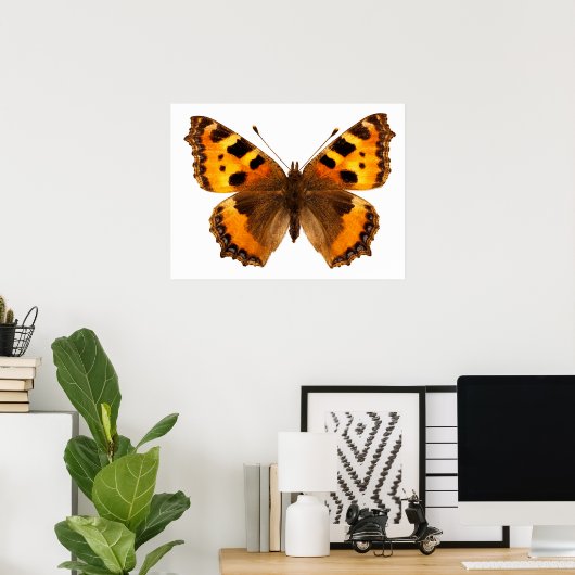 Poster Petit papillon isolé de tortue (Bureau à domicile)