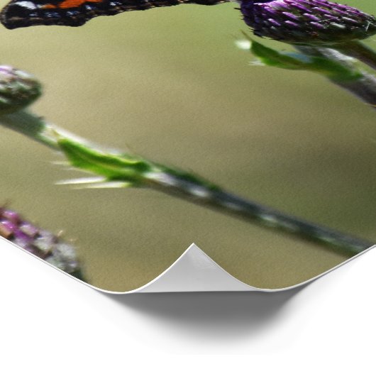 Poster Petit papillon Tortoiseshell (Coin)