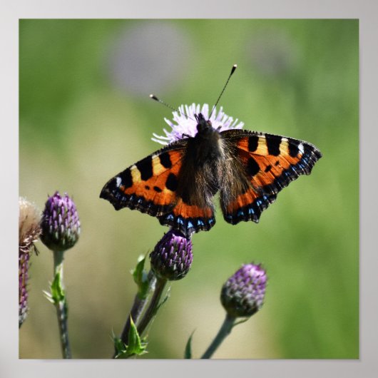 Poster Petit papillon Tortoiseshell (Devant)