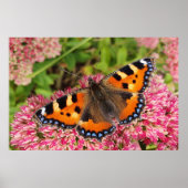 Poster Petit papillon Tortoiseshell (Devant)