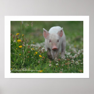 Poster Petit Piglet marchant dans les fleurs