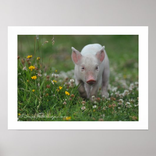 Poster Petit Piglet marchant dans les fleurs (Devant)