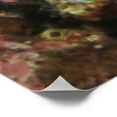 Poster Petit poisson (Coin)