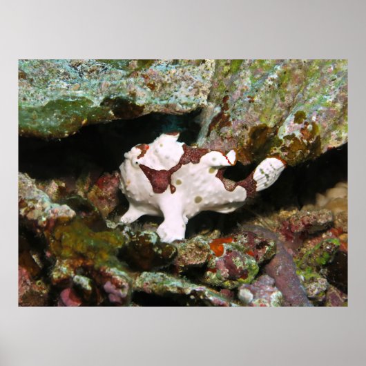 Poster Petit poisson (Devant)