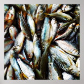 Poster Petit poisson blanc (Devant)