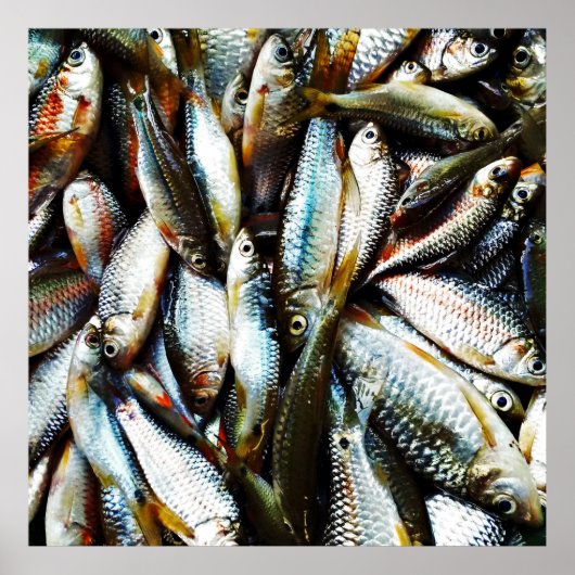 Poster Petit poisson blanc (Devant)