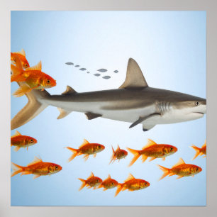Poster « Petit poisson rouge, grosse énergie de requin »