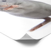 Poster Petit rat (Coin)