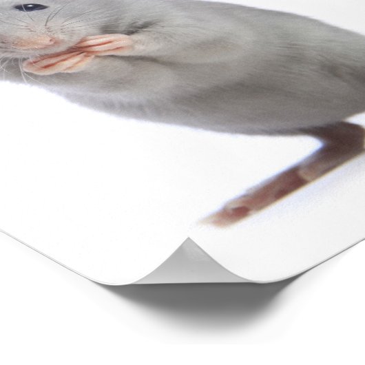 Poster Petit rat (Coin)