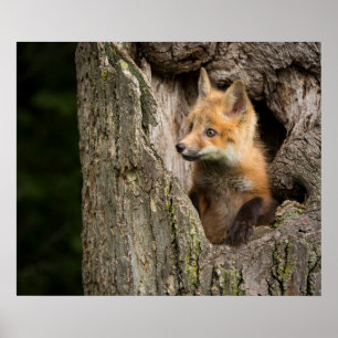 Poster Petit Renard Rouge dans un Creux d'Arbre
