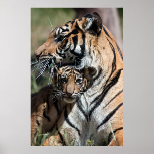 Poster Petit tigre