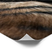 Poster Petit tigre (Coin)