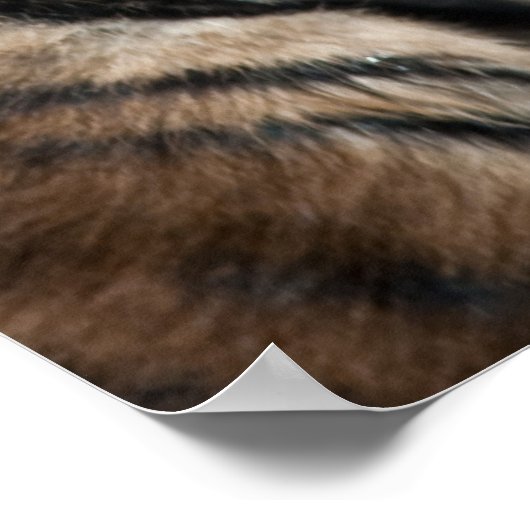 Poster Petit tigre (Coin)