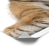 Poster Petit tigre de Sumatran (Coin)