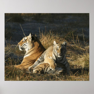 Poster Petit tigre (Panthera tigris) allongé sur son