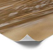 Poster Petit tigre royal du Bengale, eau potable (Coin)