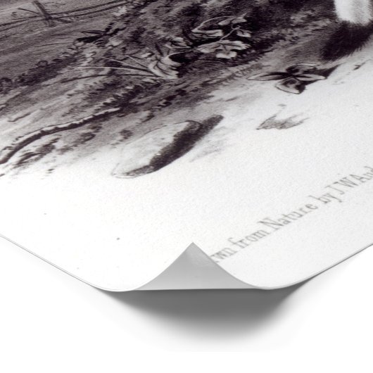 Poster Petit Weasel (Coin)