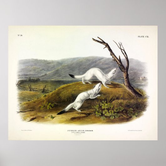 Poster Petit Weasel Nimble, Weasel à long queue - Audubon (Devant)