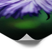 Poster Petite Abeille Sur Fleur Aster Violet (Coin)