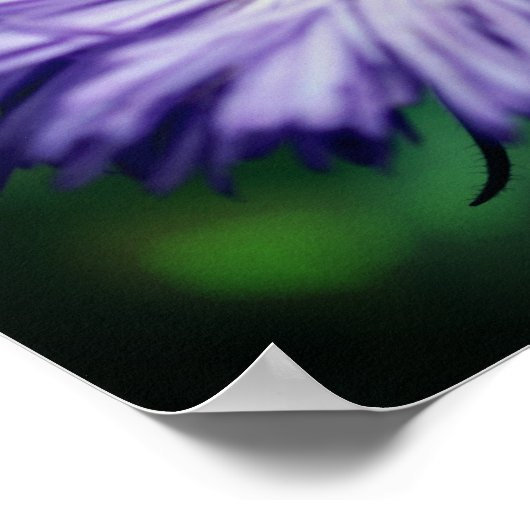 Poster Petite Abeille Sur Fleur Aster Violet (Coin)