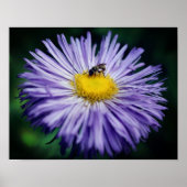 Poster Petite Abeille Sur Fleur Aster Violet (Devant)