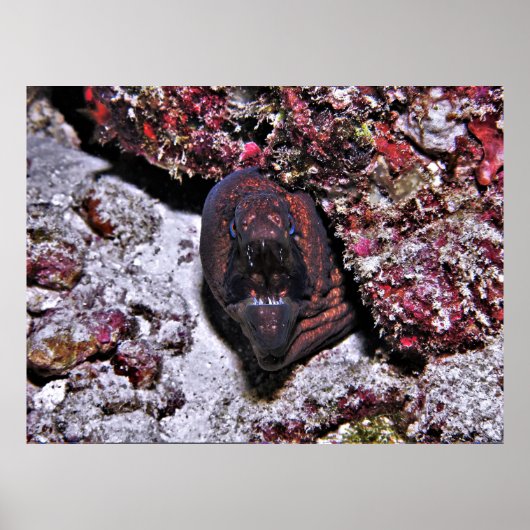 Poster Petite anguille en colère (Devant)