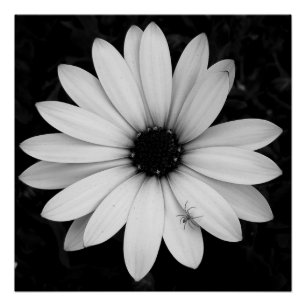 Poster Petite araignée noire et blanche sur fleur