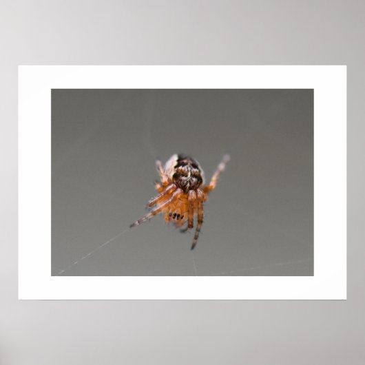 Poster Petite araignée orange mignonne (Devant)