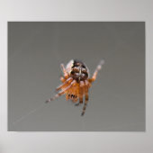Poster Petite araignée orange mignonne (Devant)