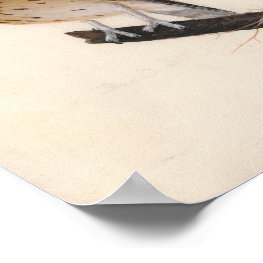 Poster Petite chouette | William Lewin (Coin)