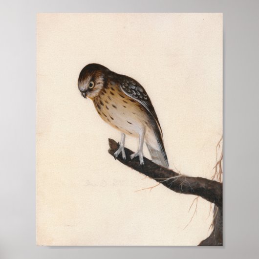 Poster Petite chouette | William Lewin (Devant)