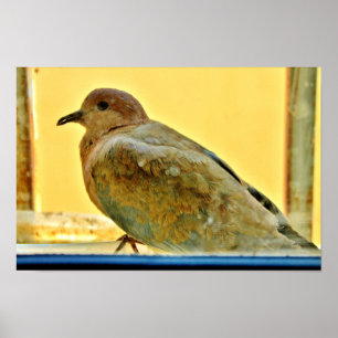 Poster Petite colombe