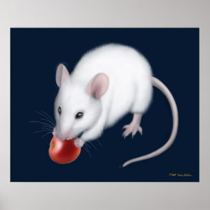 Poster Petite copie blanche de souris