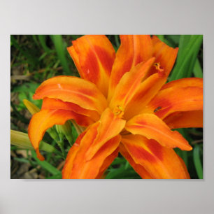 Poster Petite copie de dossier de DayLily orange