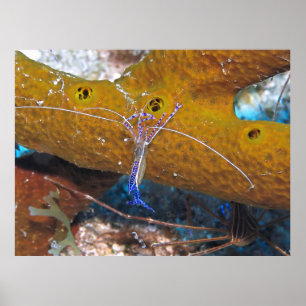 Poster Petite crevette nettoyante bleue